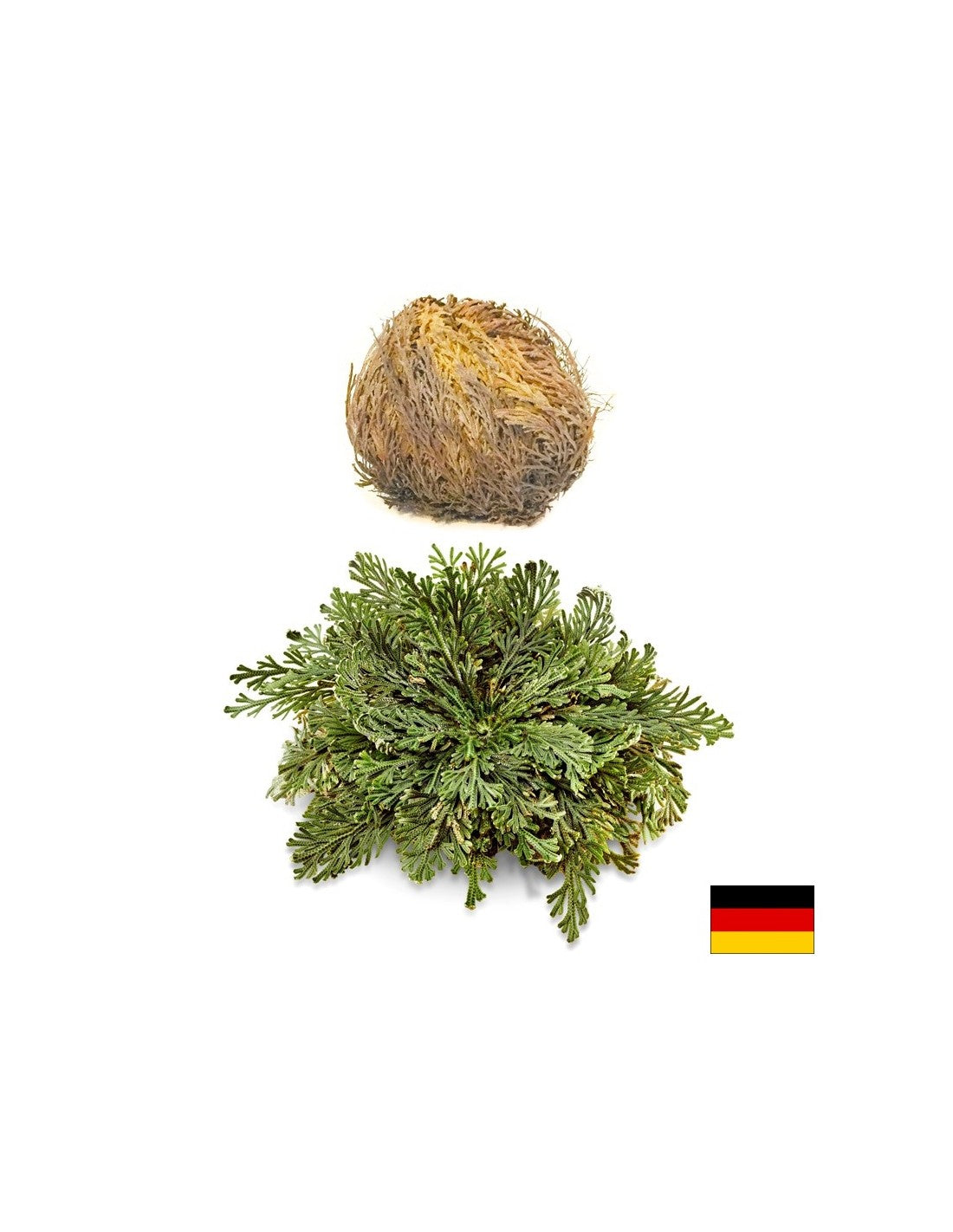 Rose von Jericho, 1 Stück x 100 g