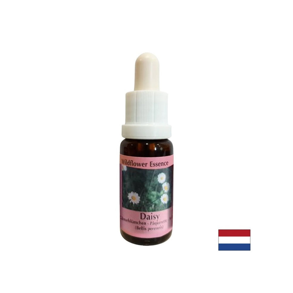 Erhöht die Erinnerung und Lernkapazität - gemeinsame Daisy -Essenz Nr. 26, fällt 15 ml ab